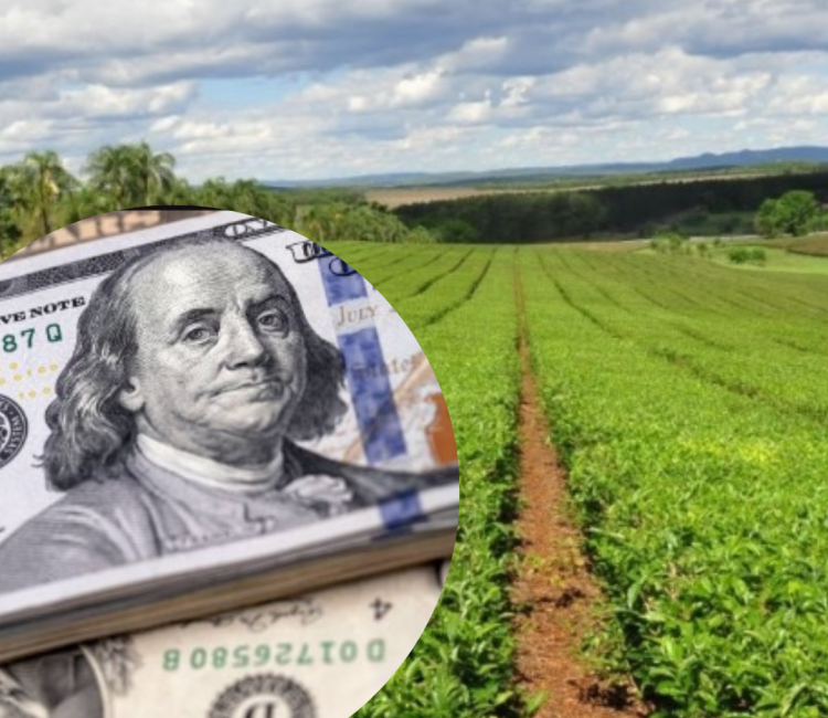 El Té negro fue incorporado al dólar agro en Misiones a $300 pesos