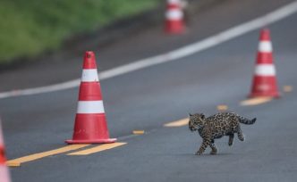 Ley de amparo ambiental para proteger los animales en peligro de extinción
