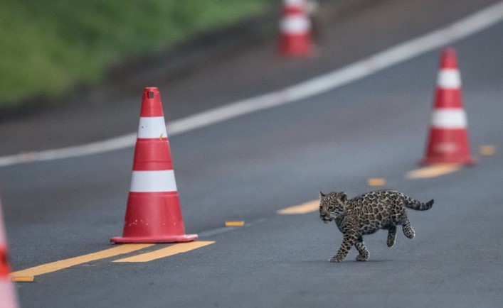 Ley de amparo ambiental para proteger los animales en peligro de extinción