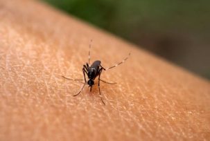 OBERÁ: Preocupa el aumento en los casos de infectados con Dengue