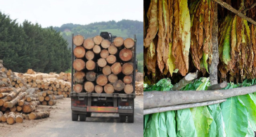 La madera y el tabaco entraron al dólar agro, medida que permite mantener un precio y facilitar la exportación, el té y la yerba serán los siguientes
