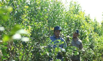 El gobernador Oscar Herrera Ahuad anunció créditos para cooperativas y secaderos para la cosecha de yerba