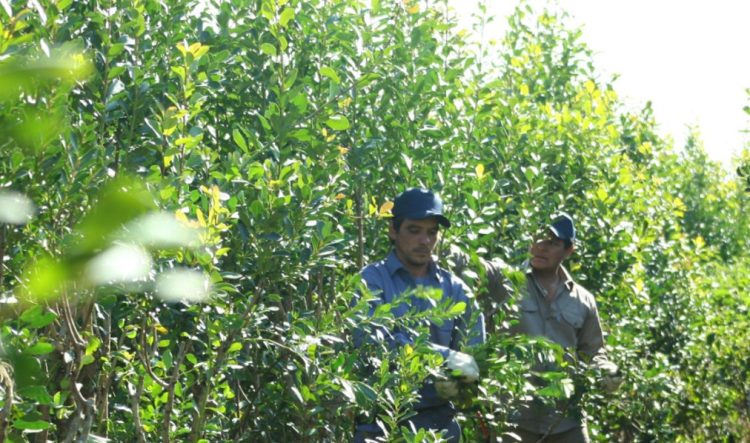 El gobernador Oscar Herrera Ahuad anunció créditos para cooperativas y secaderos para la cosecha de yerba