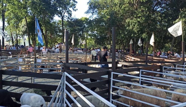 Con mas de 280 cabezas en pista se realizó un nuevo remate de animales en La Armonía