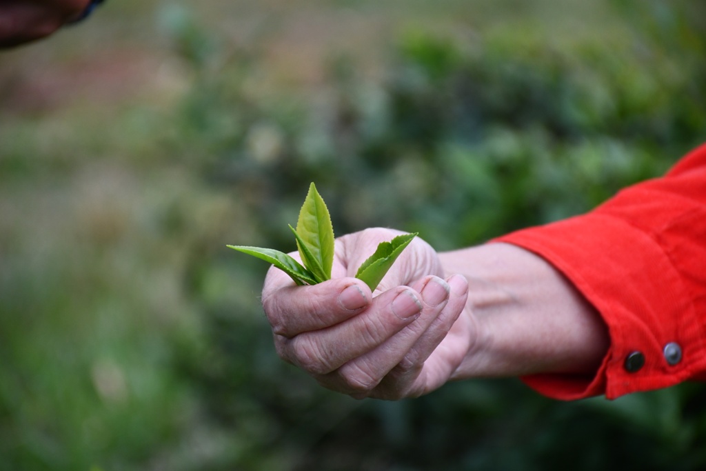 El té argentino se posiciona en el mercado mundial