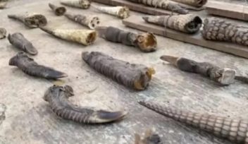 2.500 piezas de animales protegidos fueron incautadas, la denuncia se originó desde Corrientes