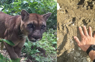 OBERÁ: Un vecino del salto Berrondo, alertó sobre la presencia de felinos de gran tamaño en la zona