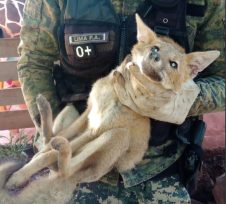 Policías rescataron animales silvestres en cautiverios y mascotas que se encontraban en peligro