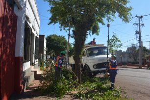 OBERÁ: ¿Dónde ingresar para conocer el cronograma de podas y recolección gratuita?