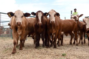 600 CABEZAS DE GANADO EN PISTA EN UN NUEVO REMATE DE LA PROVINCIA