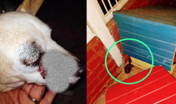 Rescatan a una yarará crucera que había mordido a un perro en Garupá