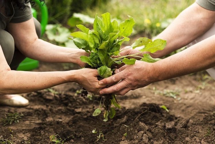 Productores Misioneros destacan el gran cambio de sus cultivos, tras el uso de bioinsumos