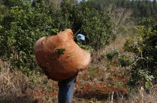 Nación eliminó facultad de arbitraje del INYM para definir precio de la hoja verde
