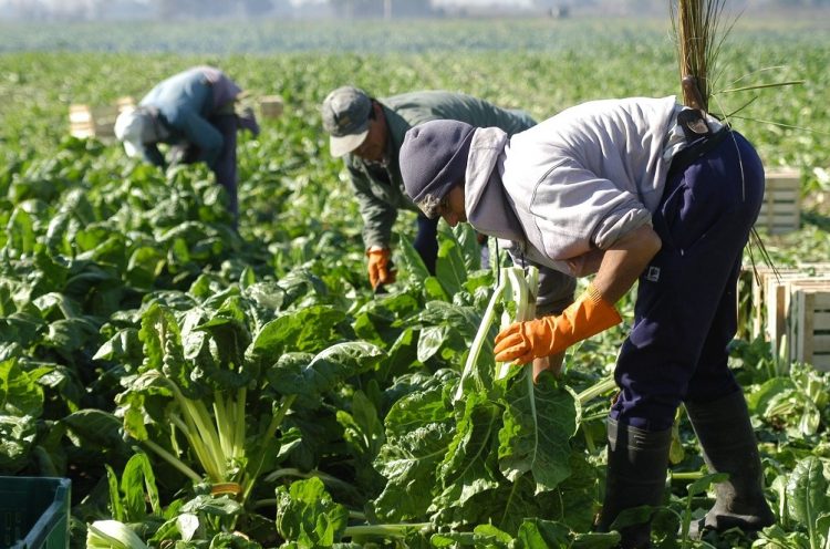 Lucha contra el trabajo informal: RENATRE inscribirá de oficio a trabajadores y empleadores rurales que estén registrados en AFIP