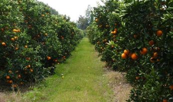 Mandarina, pomelo y limón: los cítricos producidos y elegidos por los misioneros