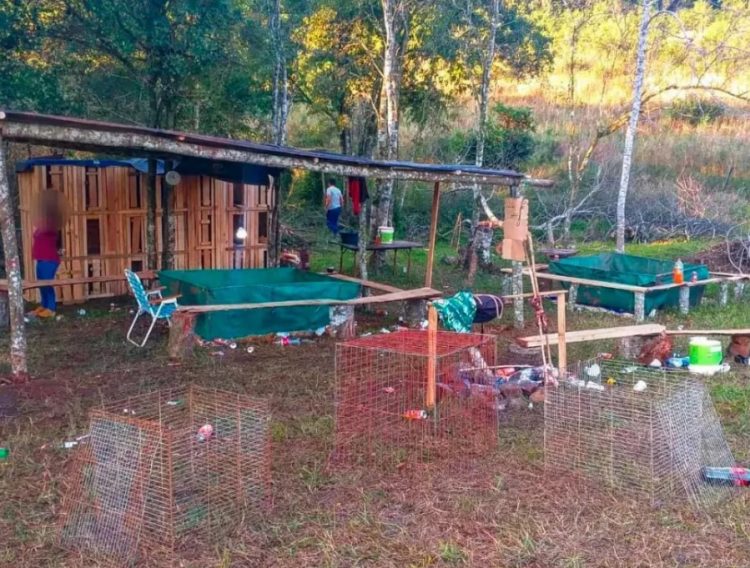 Allanamiento y detenidos en Alma Fuerte, en una chacra donde organizaban riñas de gallos