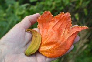 El Concejo Deliberante Obereño aprobó una Ordenanza que prohíbe plantar árboles de Tulipán Africano