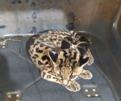 Rescatan gato onza que se encontraba a la vera de la ruta