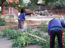 Quinta etapa de podas correctivas y recolección gratuita de ramas