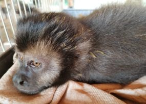 Policías ambientales rescataron varios animales en peligro, desde un oso hasta una yarará de 1,50metros