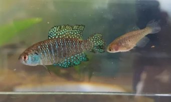 Descubren una nueva especie de pez en una Reserva Natural de Misiones