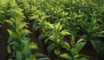 El sector tabacalero considera un alivio la quita de las retenciones a los productores