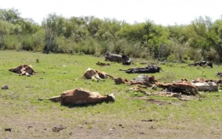 Desconcierto en Corrientes por las muertes de mas de 200 vaquillonas