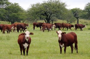 Santa Fe, la primera provincia en impulsar la verificación de la producción agropecuaria libre de deforestación