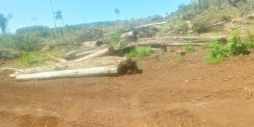 Desmontaron alrededor de diez hectáreas en Tekoa Takuapi Mirĩ