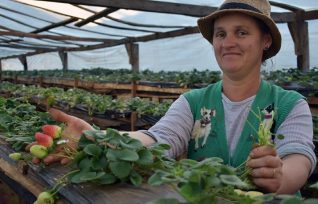 La producción de frutilla en Misiones, es una alternativa económica liderada por las mujeres