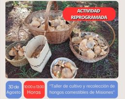 OBERÁ: Taller de Cultivo y Recolección de Hongos Comestibles 