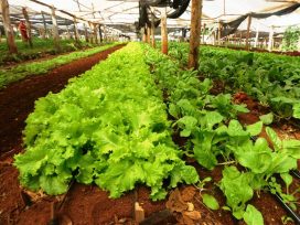 Misiones camina hacia el autoabastecimiento mediante la producción hortícola