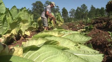 Misiones: Productores tabacaleros cobrarán la semana próxima