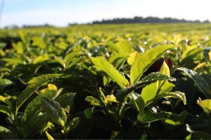 Misiones trabaja para distinguir la calidad del té según con su origen geográfico