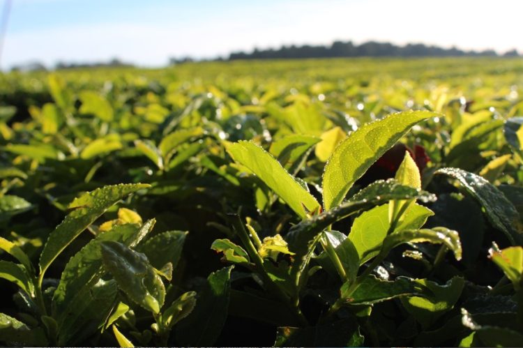 Misiones trabaja para distinguir la calidad del té según con su origen geográfico