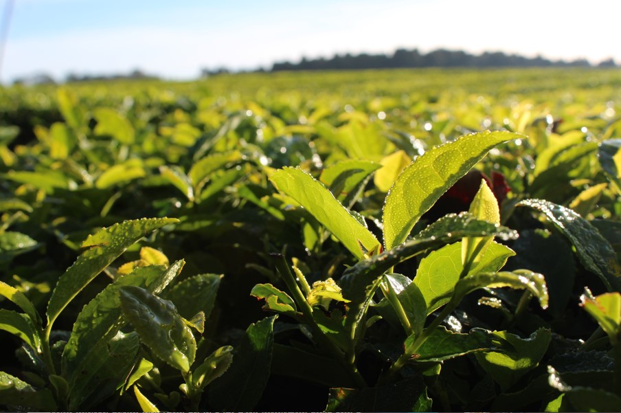 Misiones trabaja para distinguir la calidad del té según con su origen geográfico