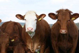 El RENATRE trabaja en promover buenas prácticas ganaderas en el encuentro de PRoNaPRe en Misiones