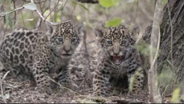 Detectaron cuatro nuevas crías de yaguareté en los Esteros del Iberá