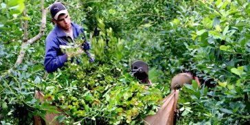 Productores piden no fijar aún el precio del kilo de yerba mate