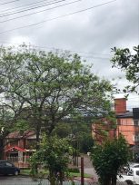 Siguen las lluvias, tormentas y probables granizo en Oberá