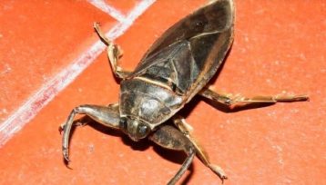 Cucarachas de agua “se trata de un insecto propio de nuestra fauna, lo raro es que se presente en tanta cantidad”