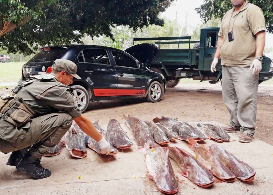Personal de Gendarmería secuestró más de 400 kilos de pescado sin aval y fuera de cadena de frío