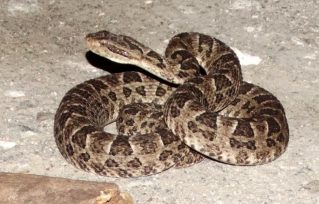 Un niño fue mordido por una yarará en Campo Ramón, se encuentra hospitalizado y recuperándose