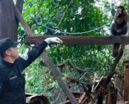 Policías colaboraron en el rescate de un mono caí que será reintegrado a su hábitat natural