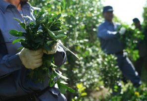 Desde Nación fijan el precio de la yerba mate