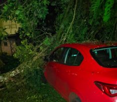 OBERÁ: Un árbol cayó sobre un automóvil estacionado en el Parque de las Naciones