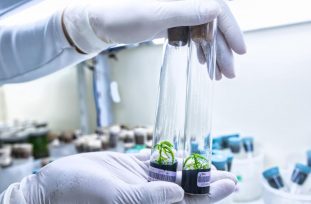 Biofábrica Misiones, 17 años desarrollando biotecnología para el agro misionero