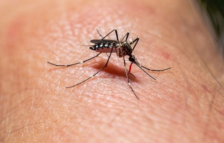 Salud Pública informó la tercera muerte por dengue en Posadas