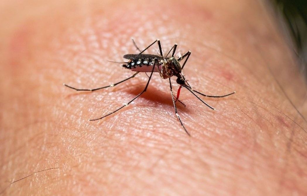 Se intensifica la campaña de prevención contra el dengue, se espera un verano con el doble de mosquitos