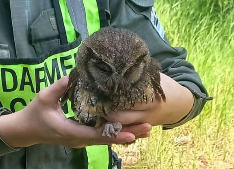 Rescatan a una lechuza sobre la Ruta 12, en Puerto Iguazú